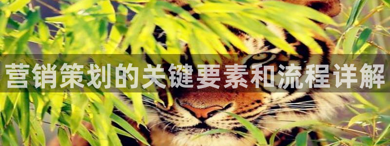 必赢科技北京有限公司